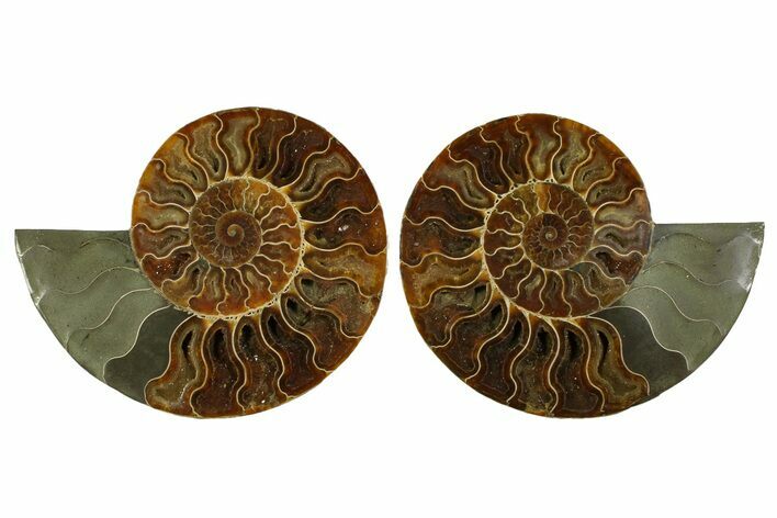 Large Cut & Polished Ammonite Fossil - Madagasar #359524